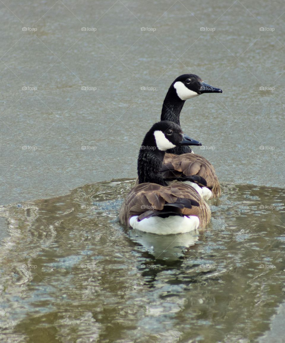 Geese swimming in water