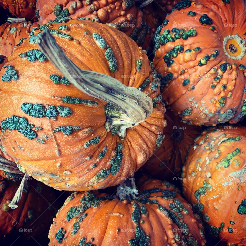 Pumpkins warty