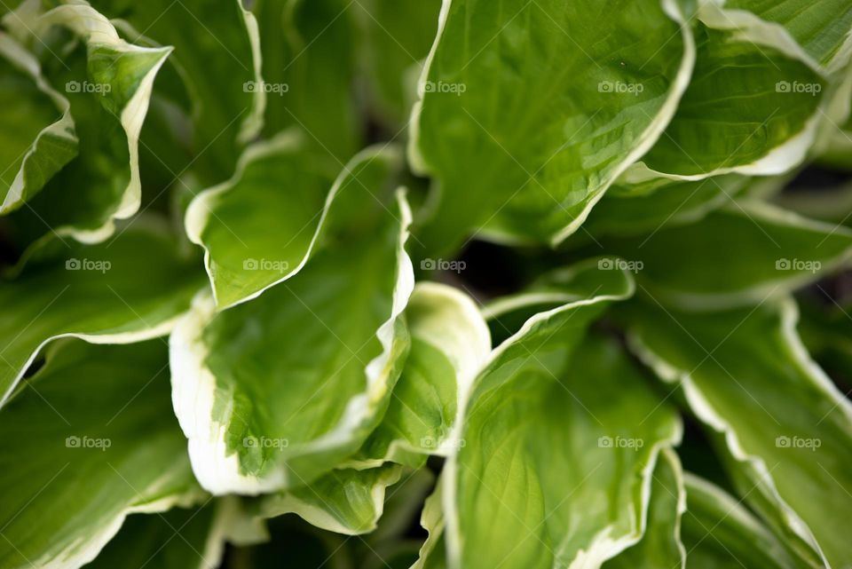 I have been obsessed with indoor plants since the pandemic. They add so much value and life in our house.