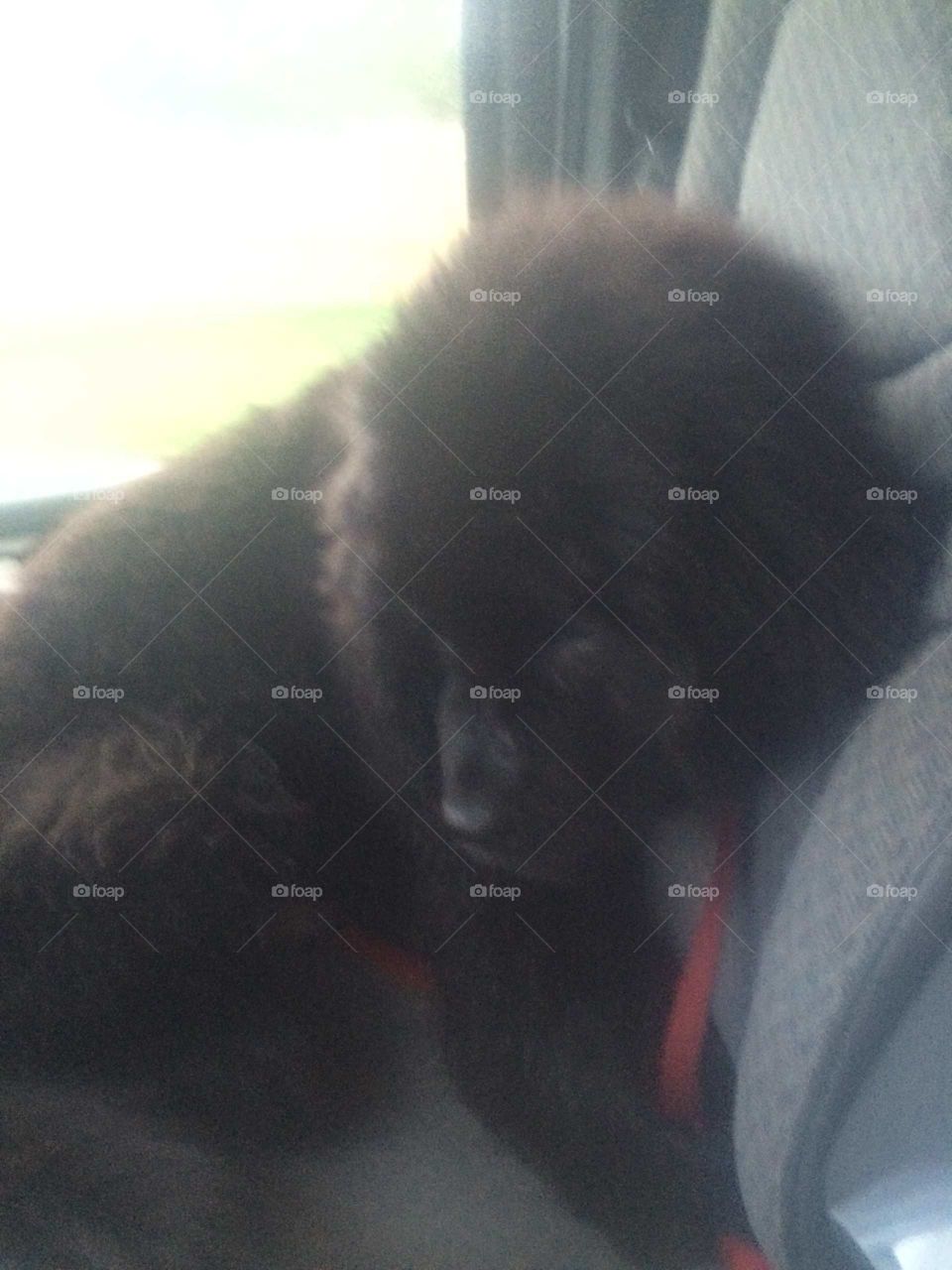 Dog, One, No Person, Mammal, People