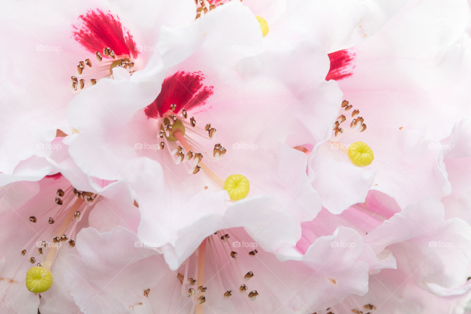 Close-up on white pink blooming azalea flowers 