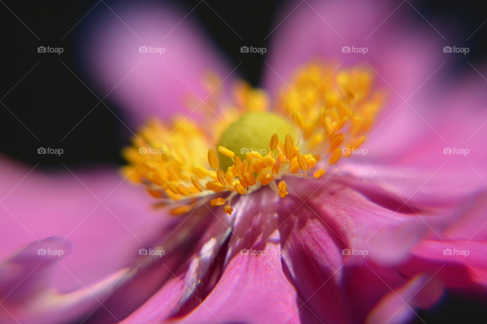 Pink flower