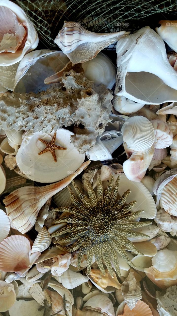 shell collection woth starfish and much more.