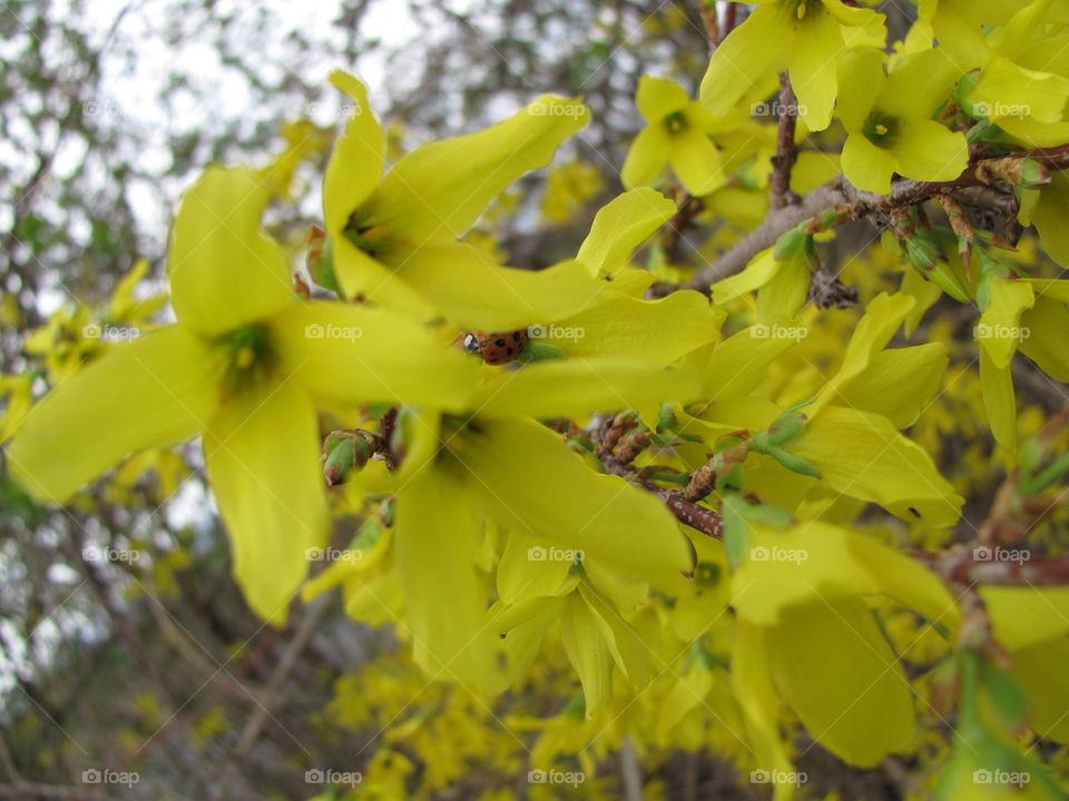 spring yellow flower tree by danelvr032708