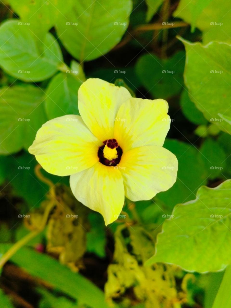 Beautiful Yellow Flower. Natural Photography, (Sell your first photo on Foap)