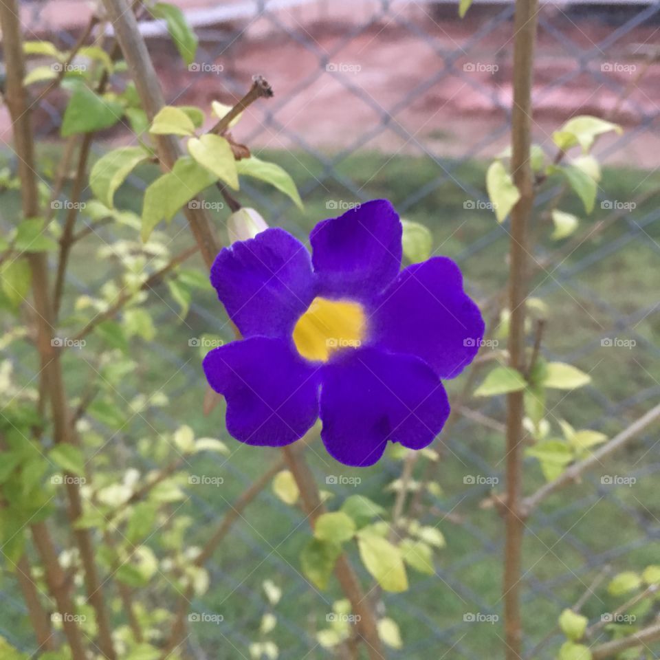 ‪🧠 #Desestressando em #clicks!‬
‪📸 #Fotografia é nosso #hobby, pois há a necessidade de “men sana in corpore sano”.‬
‪#️⃣ ‬
‪#flores #flowers #natureza #roxo #paisagem #inspiração #mobgrafia #XôStress‬