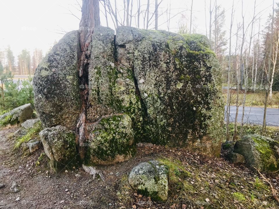 Stone forest nature tree green Finland 