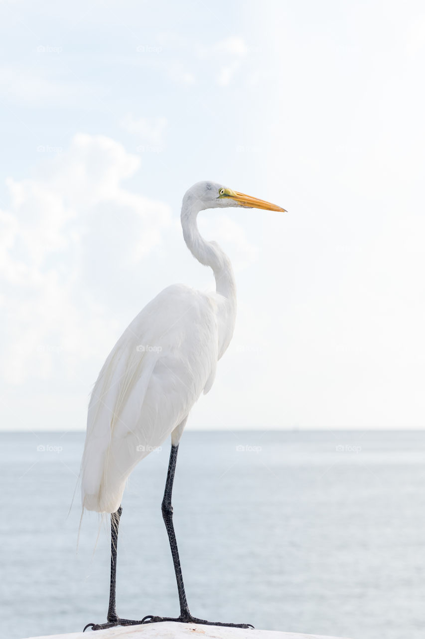 Portrait of beautiful white egret bird by the ocean 