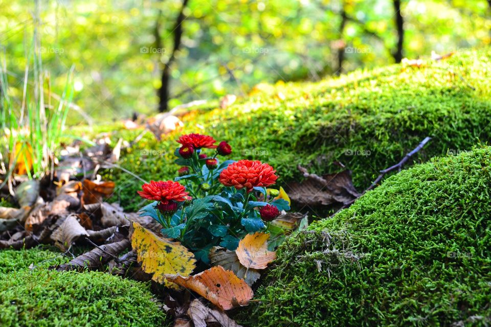 Moss and red flowers