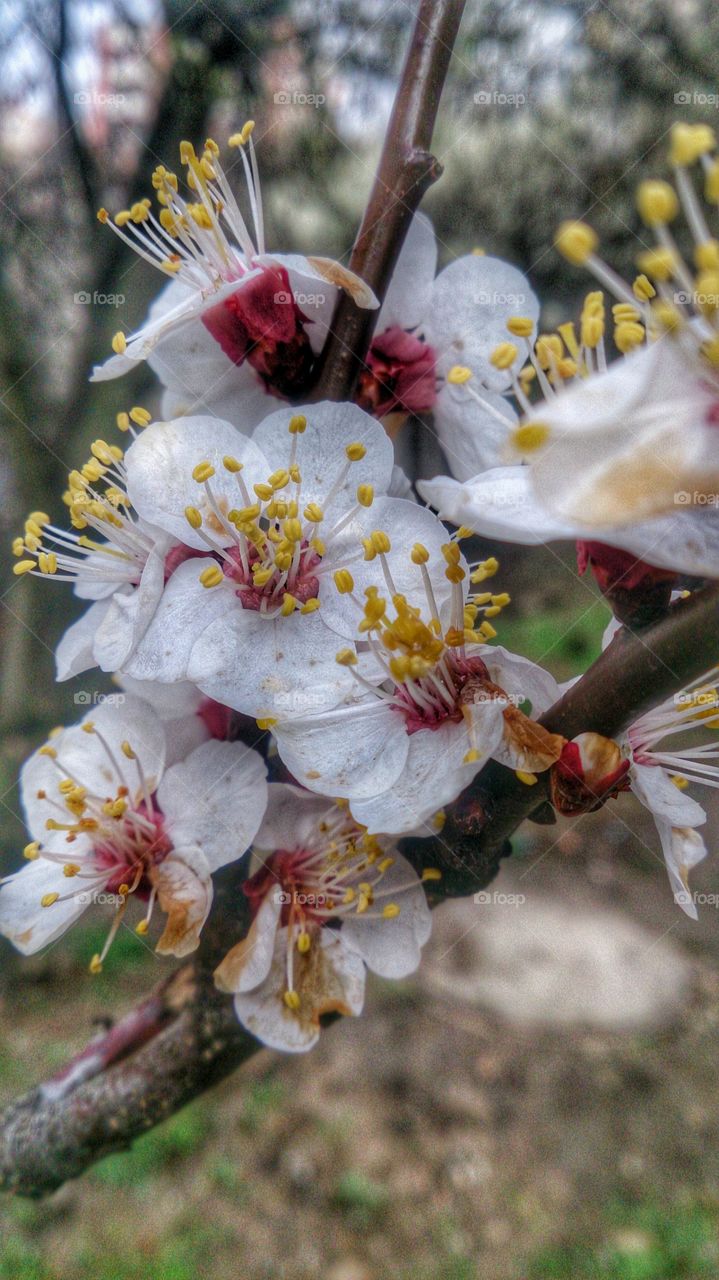 fruits flowers