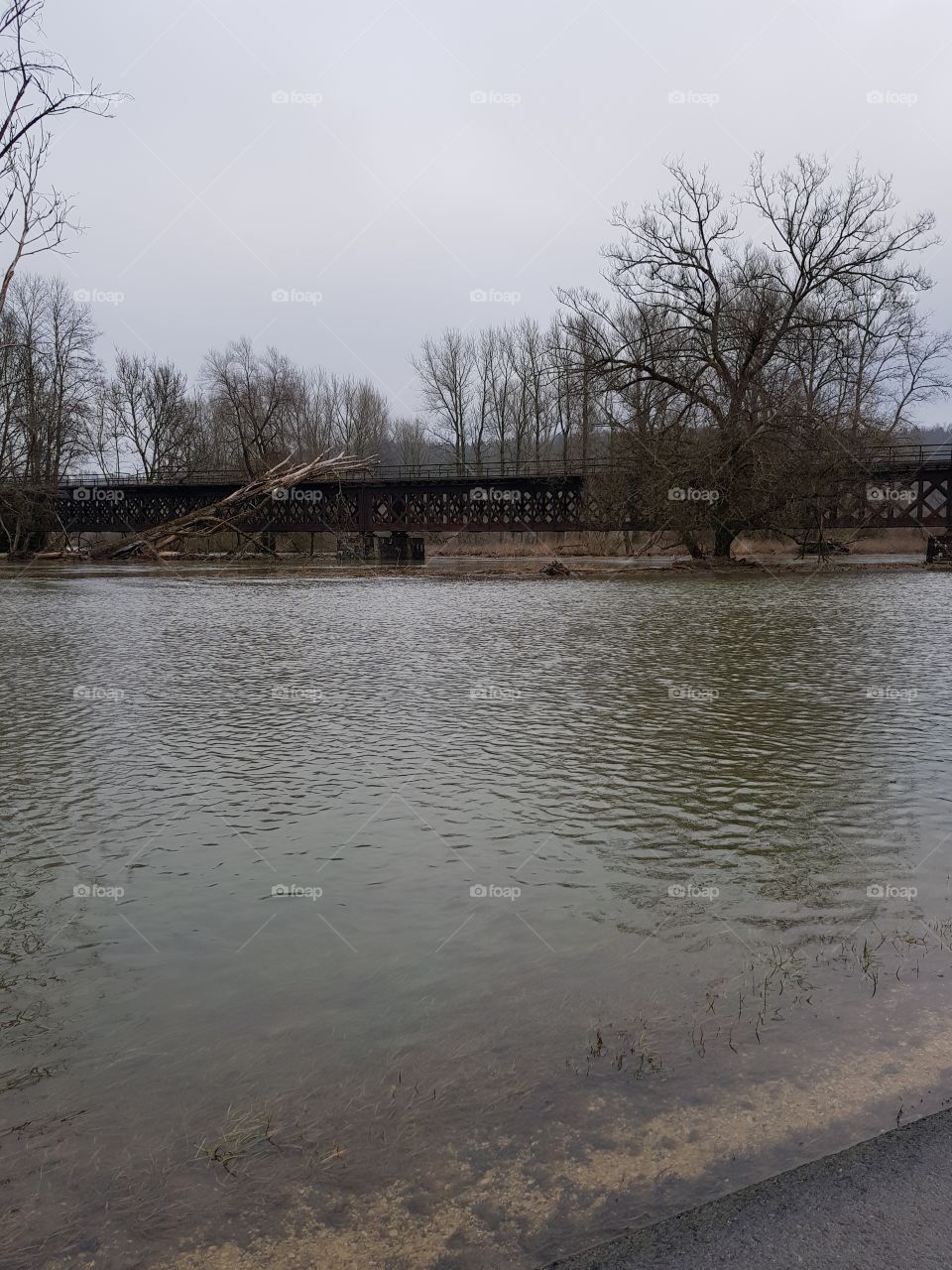 Donau bei Sigmaringen mit Überschwemmungen