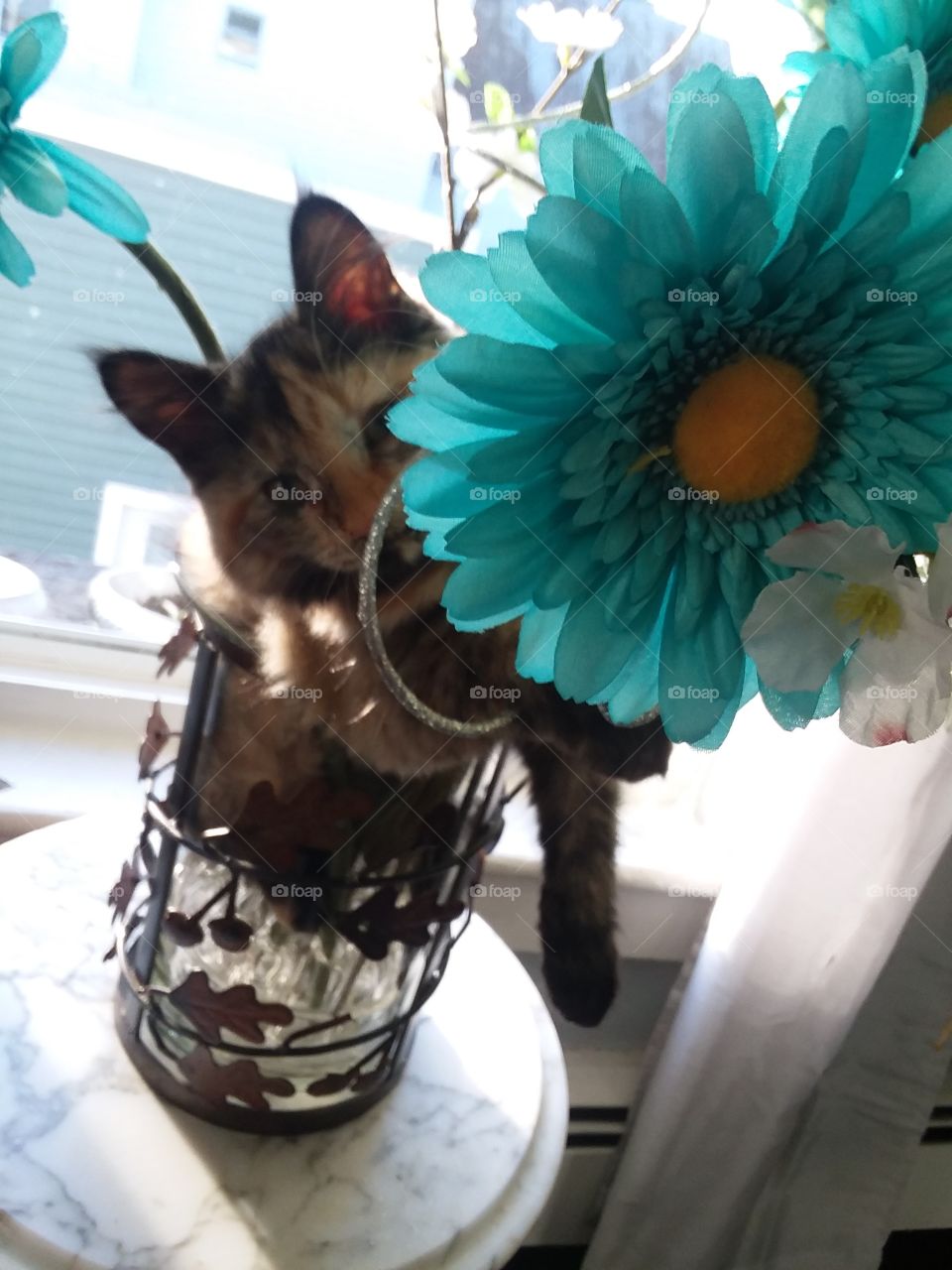 flowers n kitten