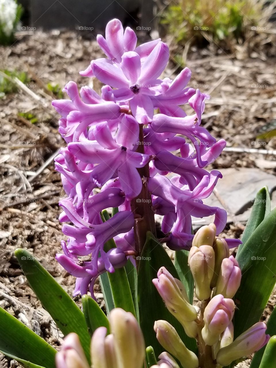 people hyacinths finally blooming! smells amazing