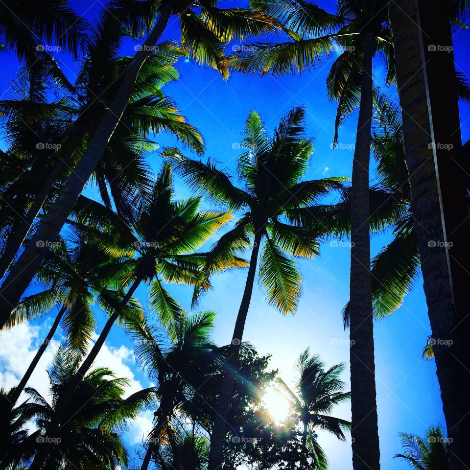 Palm Trees, Dominican Republic 
