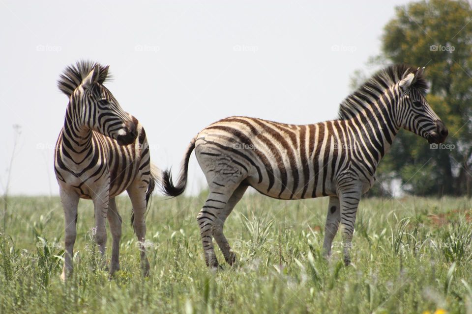 zebras