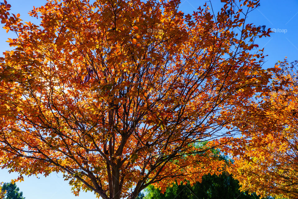 Autumn Tree