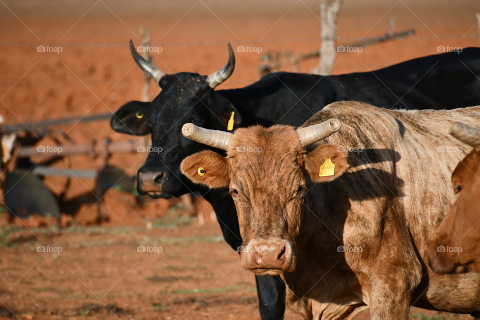 Dos bonitas vacas posando para la foto.