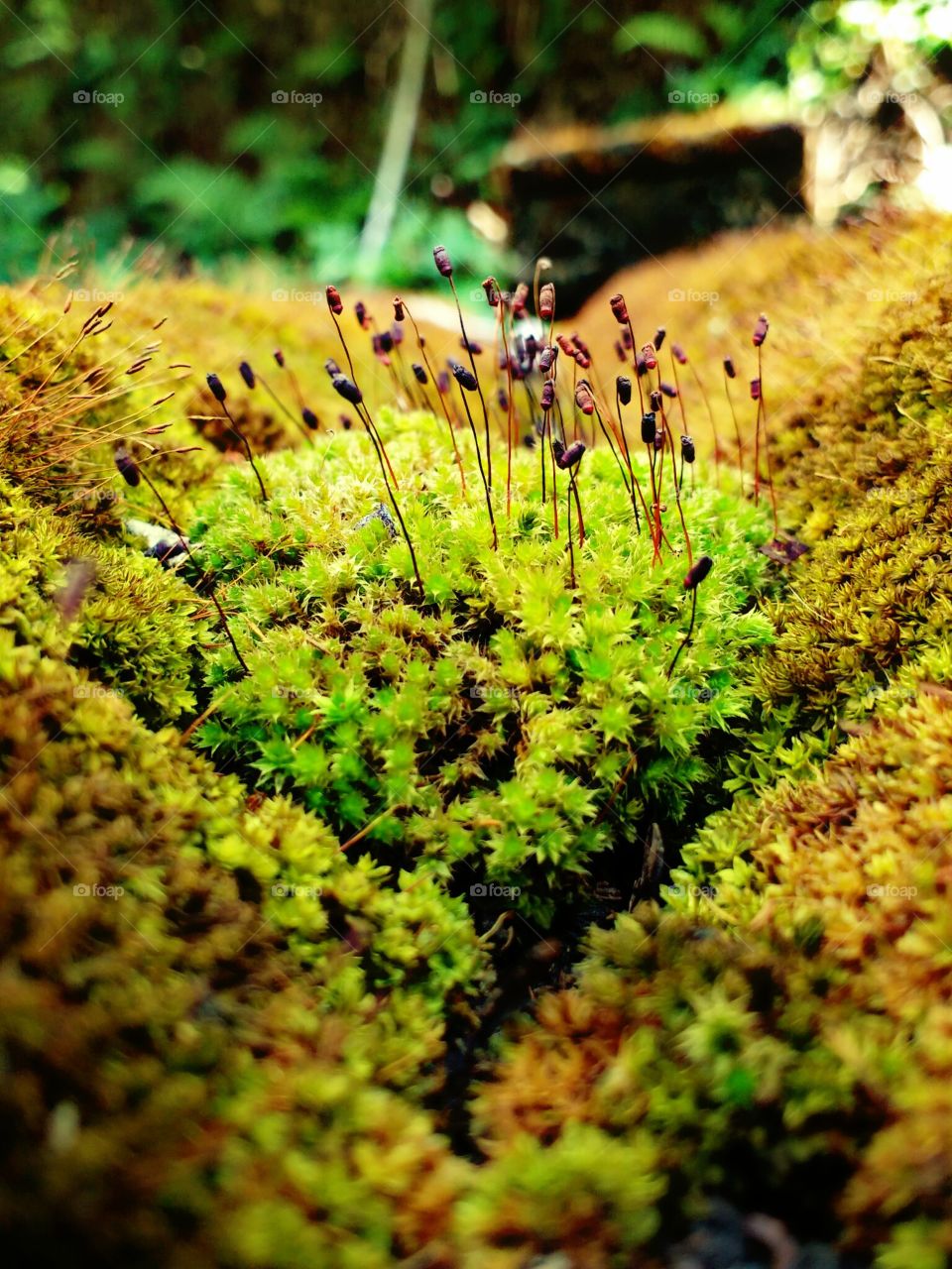 tiny plants and algeas