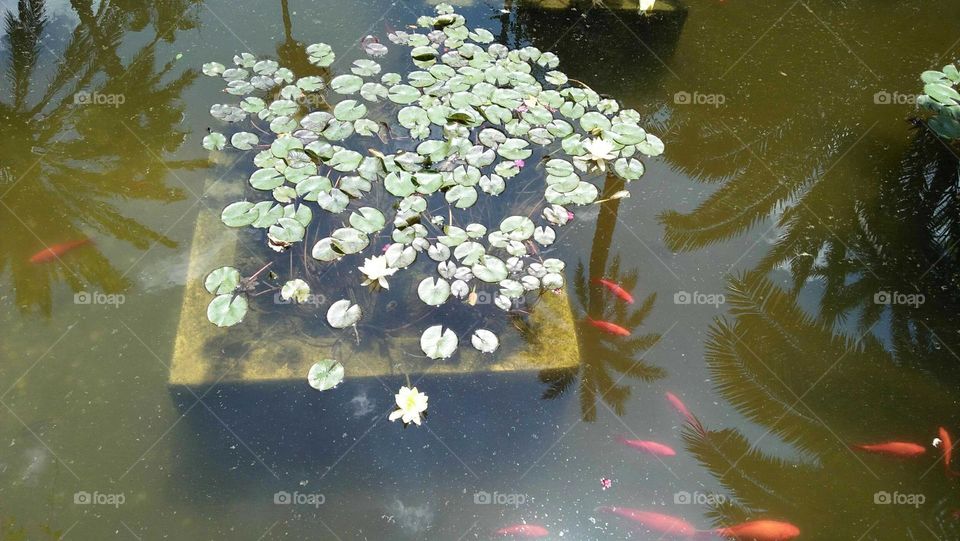 Beautiful pool and wonderful red fish swiming in water