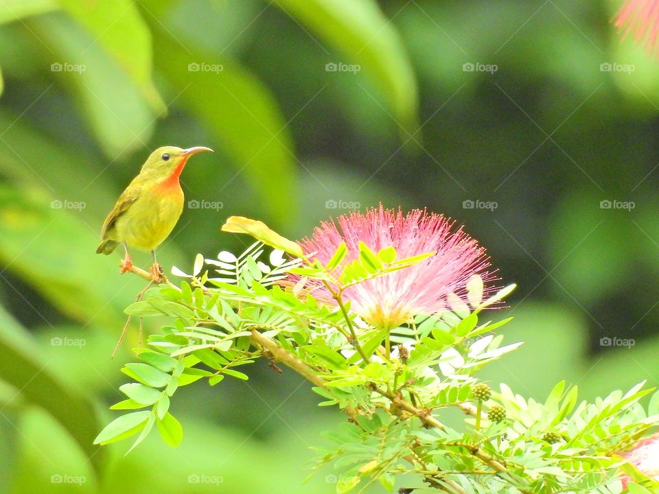 Hummingbird is singing in the morning