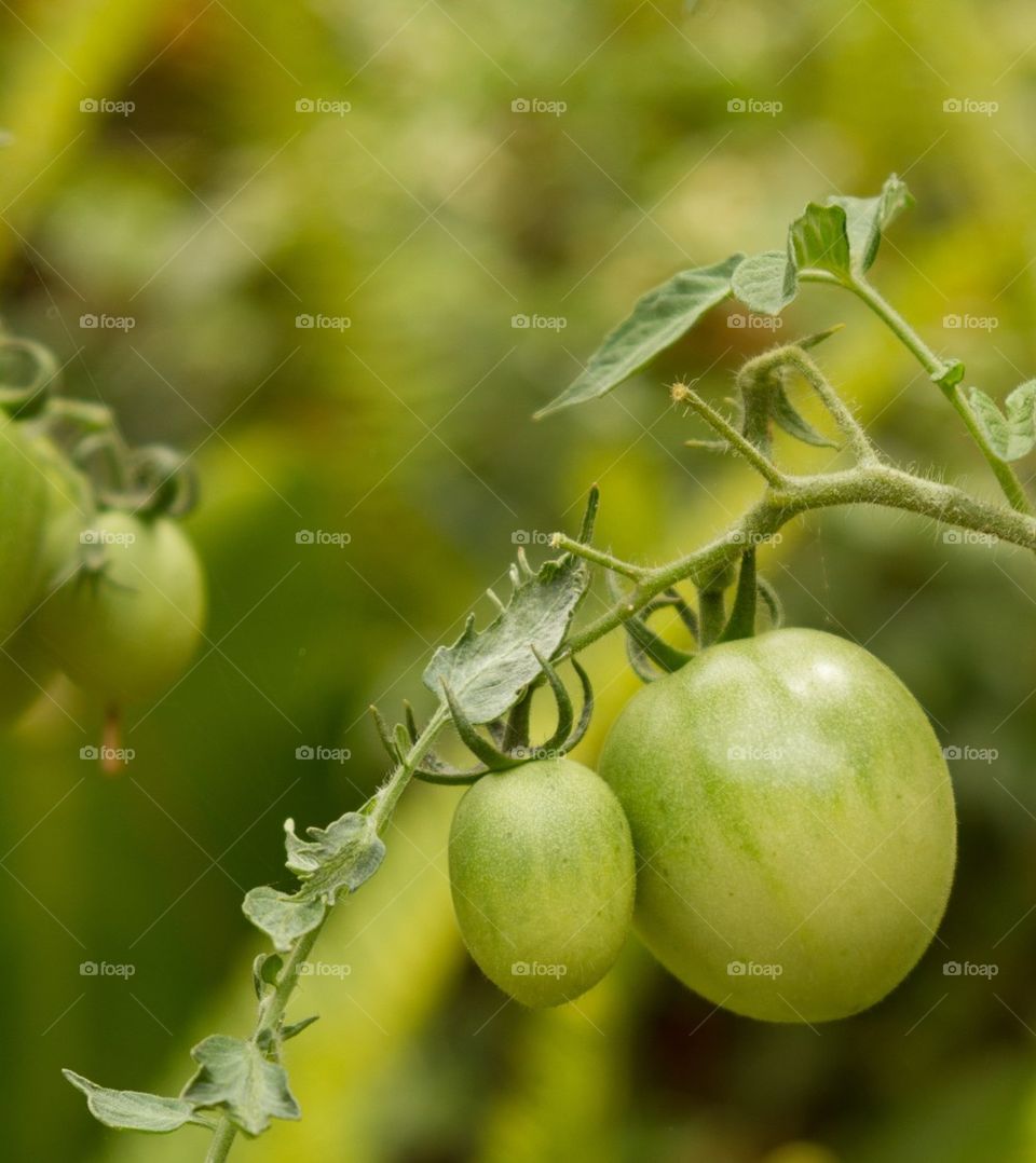 Green Tomatoes 