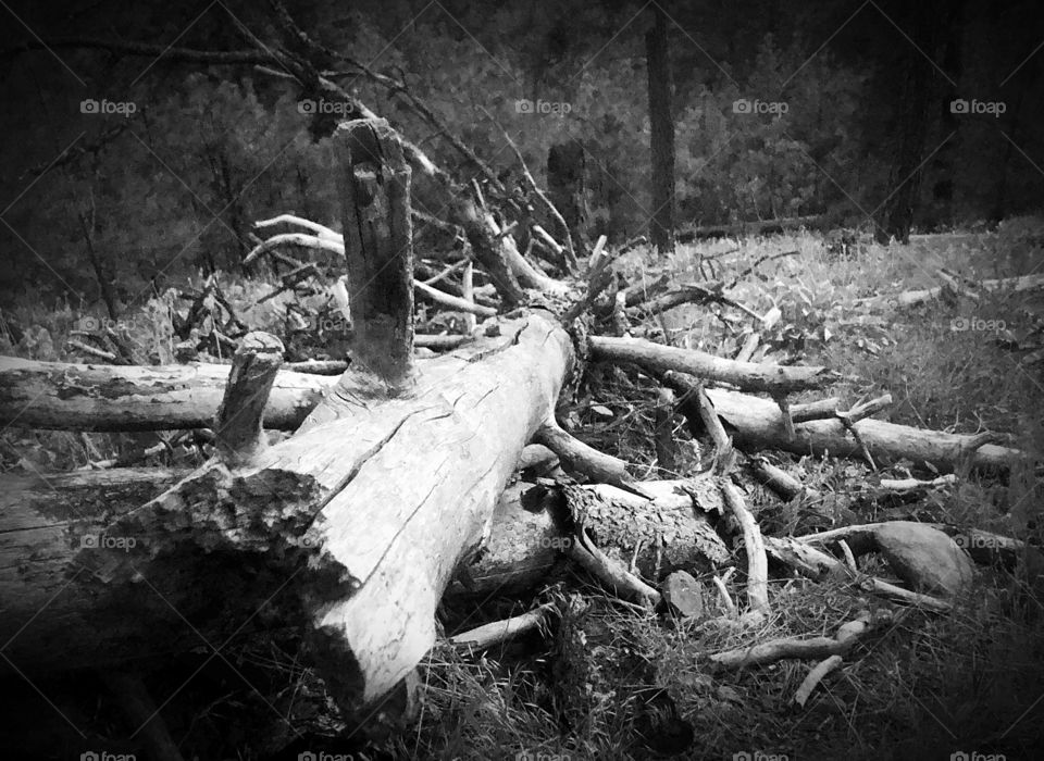 Black and white fallen tree