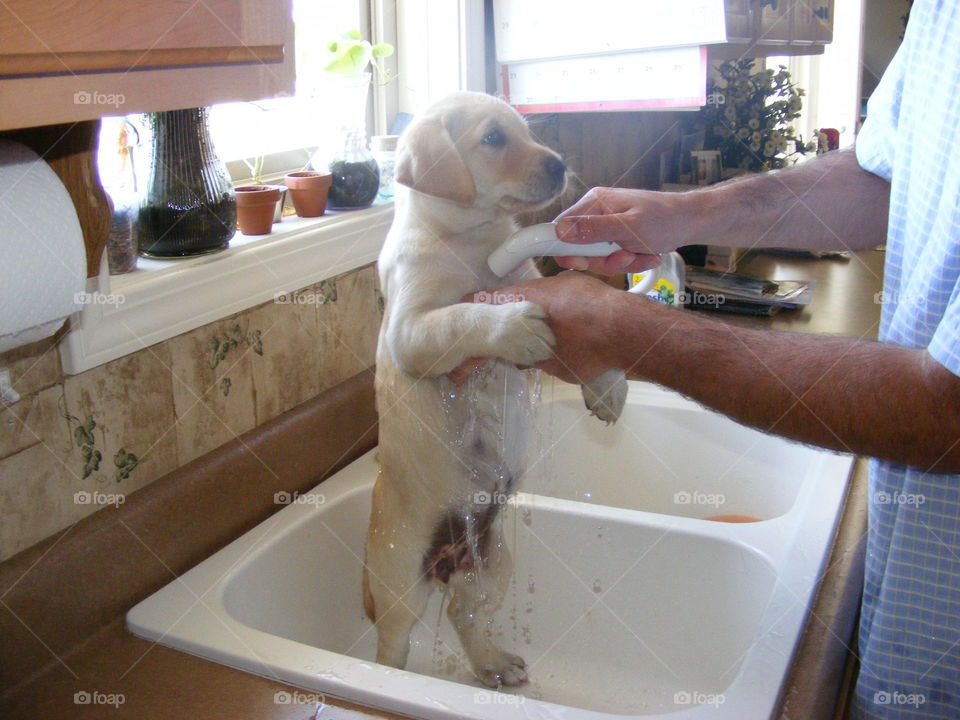 Yellow lab puppy getting a bath in the kitchen sink
