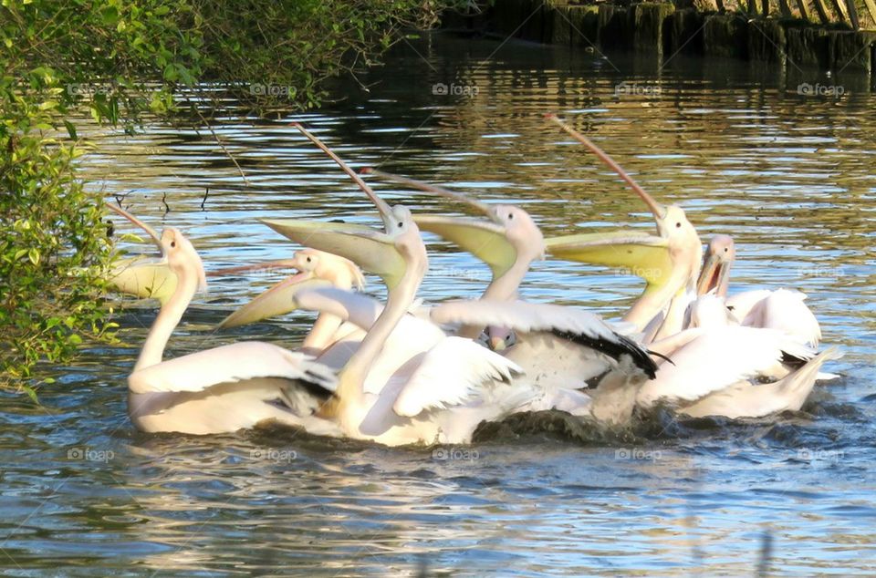 hungry beaks