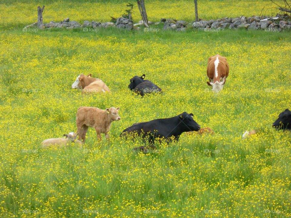 resting cows