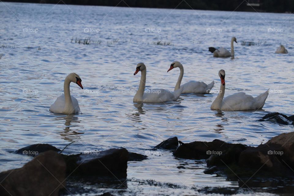 A flock of swans