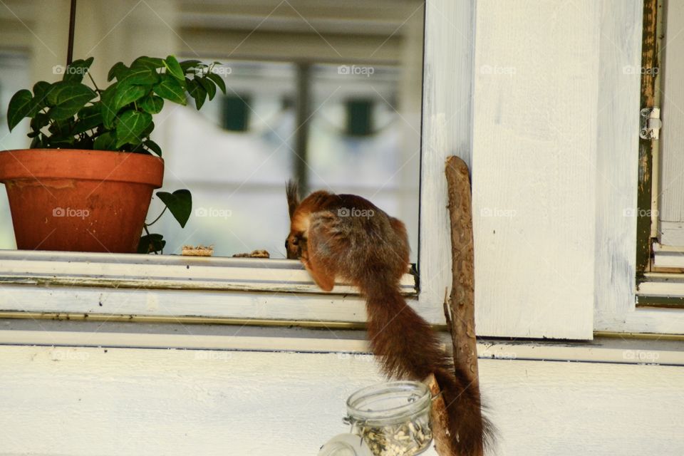 Squirrel go into house 