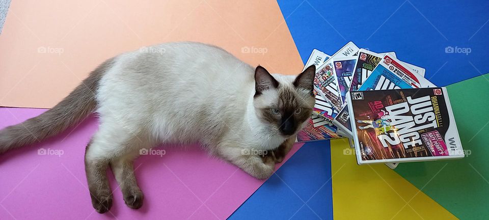 Kitten posing next to Wii video game boxes Just Dance