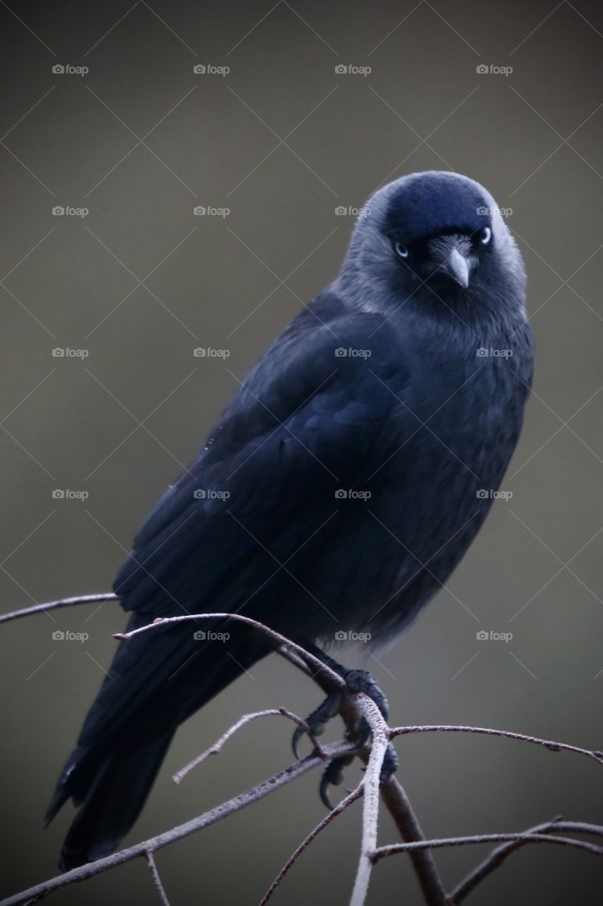 jackdaw portrait