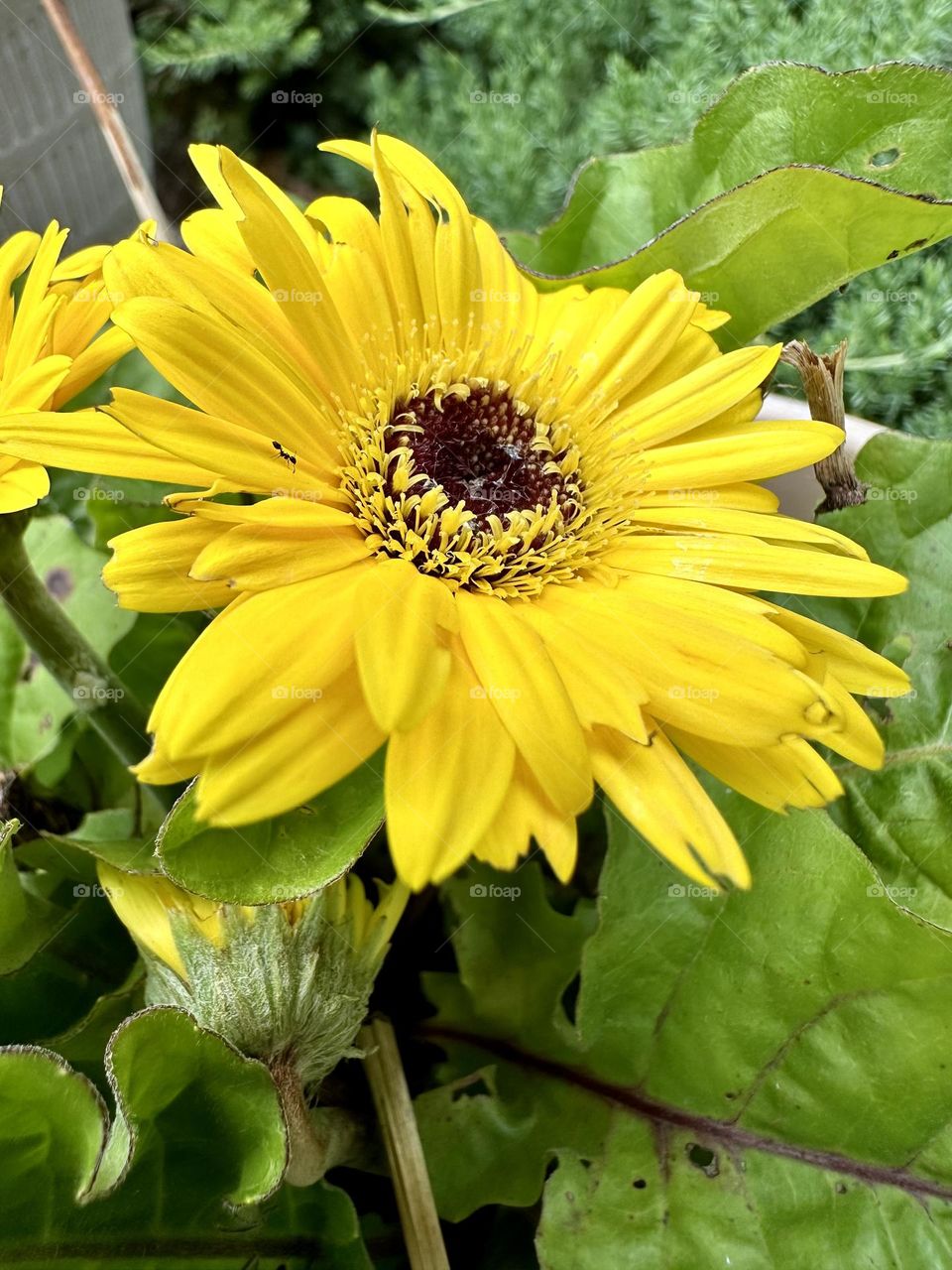 Yellow gerbera daisy flower with ant crawling on petal in backyard container garden full bloom summer nature wildlife insect bug