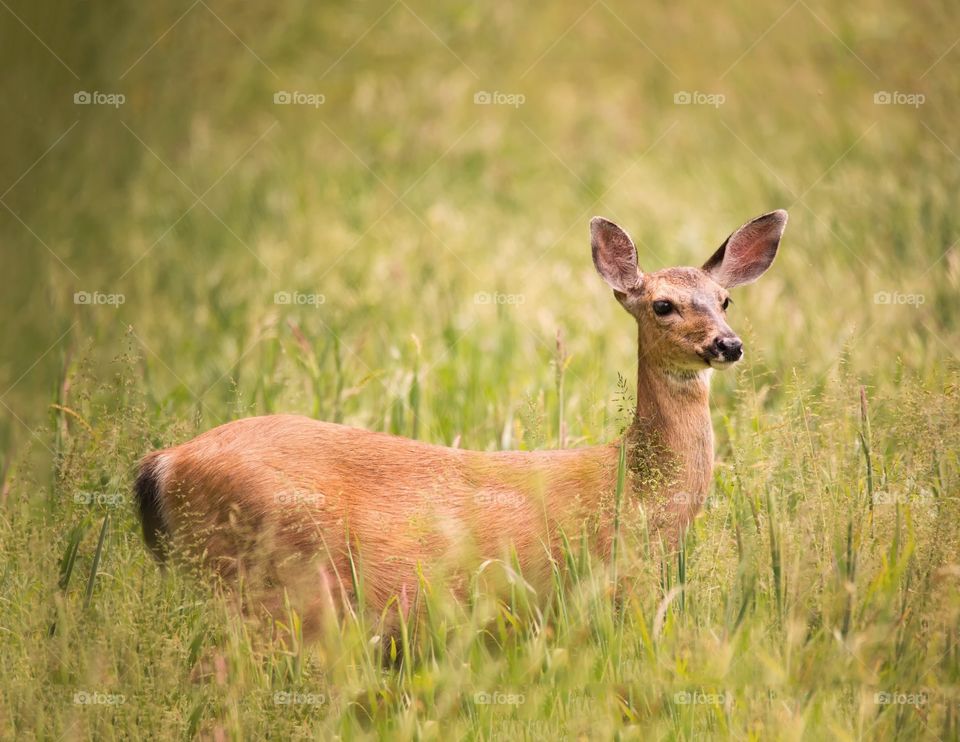 Doe on grass field