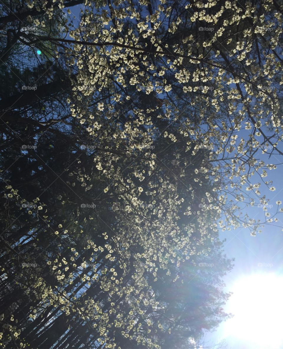 Sunshine through the flowers 