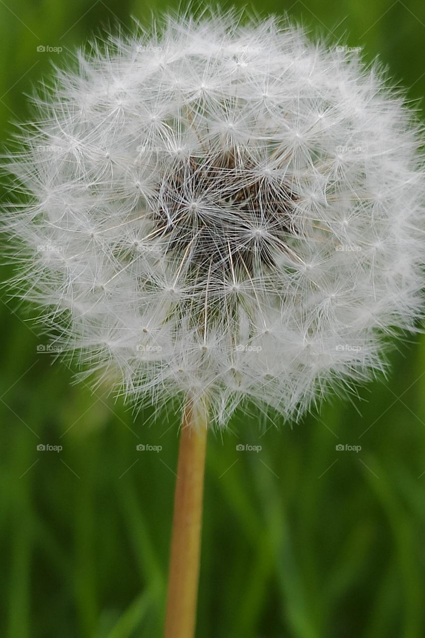 battle green vs. white