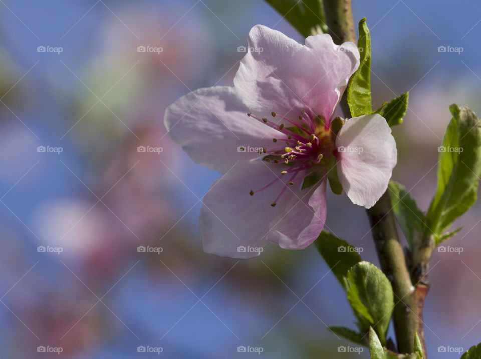 Wide open apple flower blooming with stamens