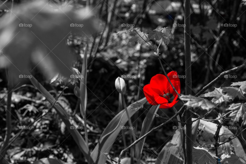 Beauty in the wild. Even something wonderful can grow amongst what isn't 