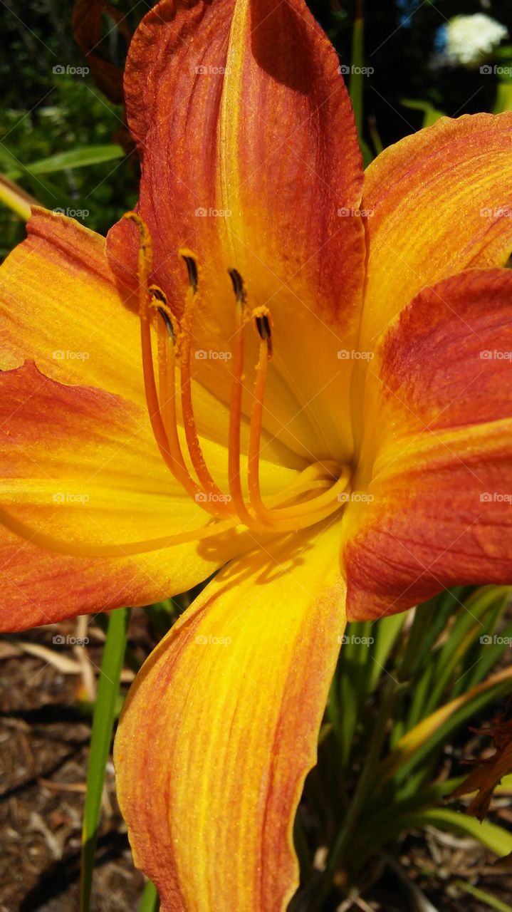 Nature, No Person, Flower, Leaf, Flora