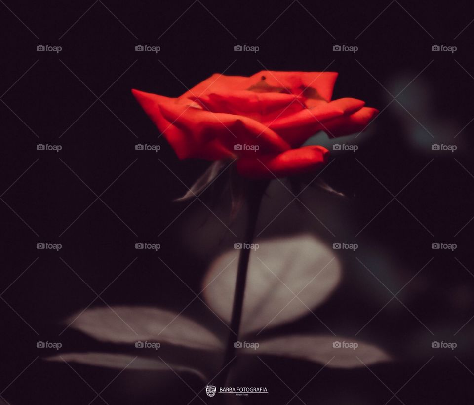 The beautiful rose