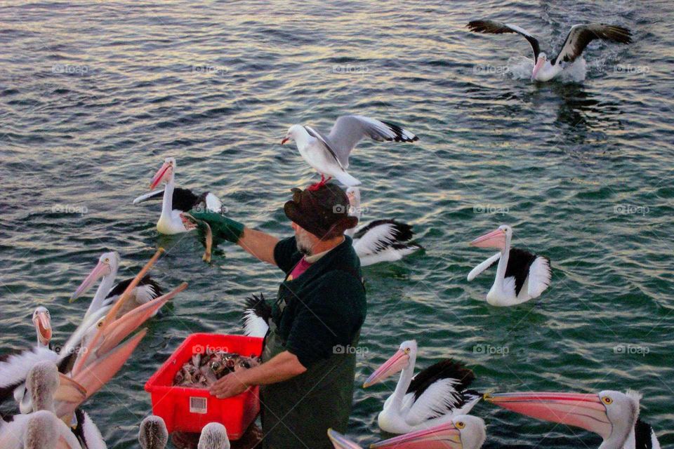 Feeding pelicans