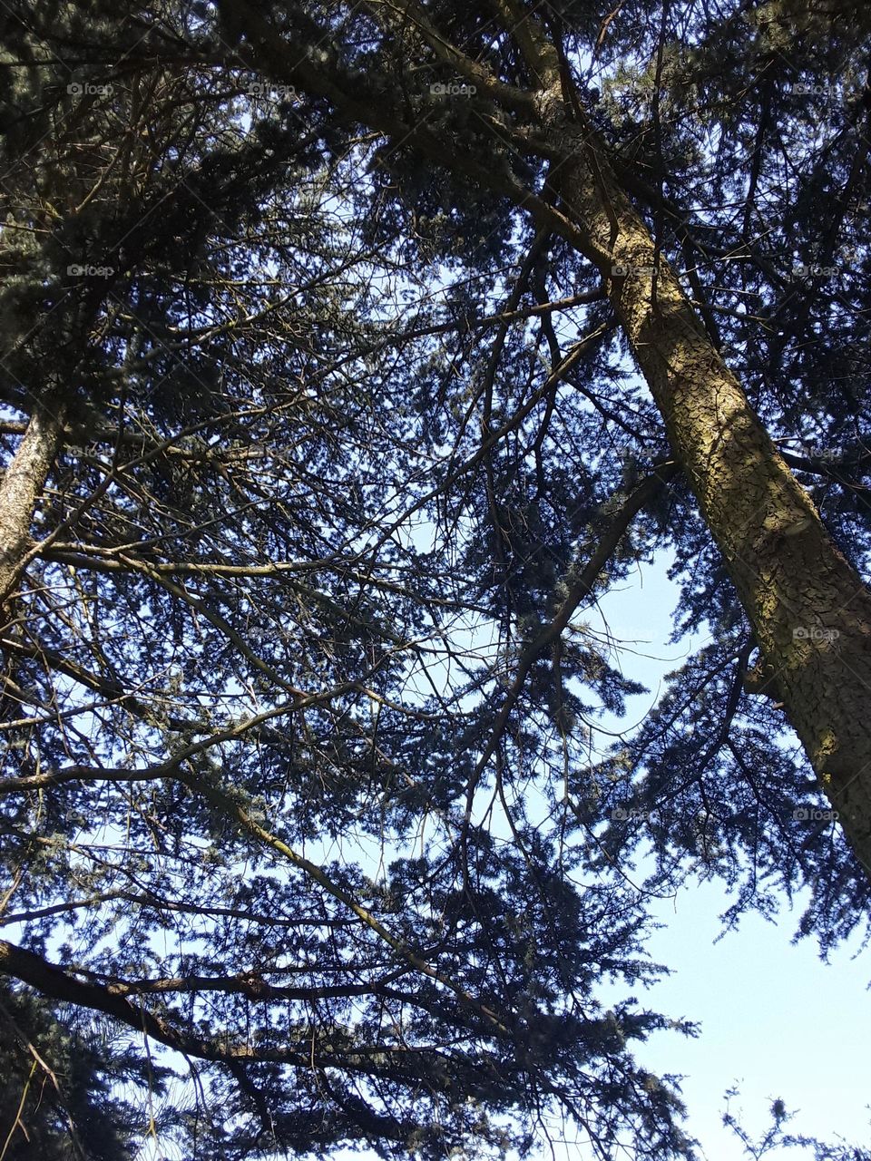 trees growing in the forest with blue sky