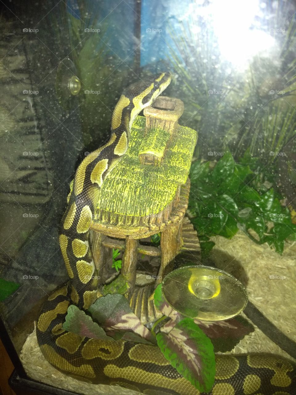 ball python thinking about life lol