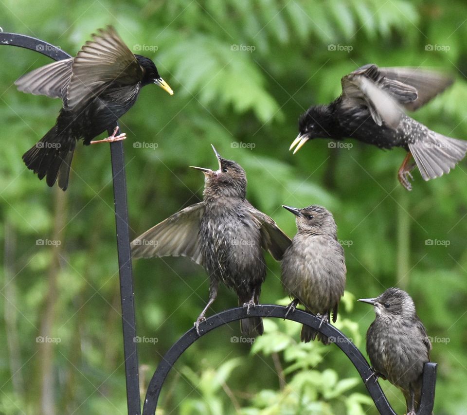 Feed me! Feed me!