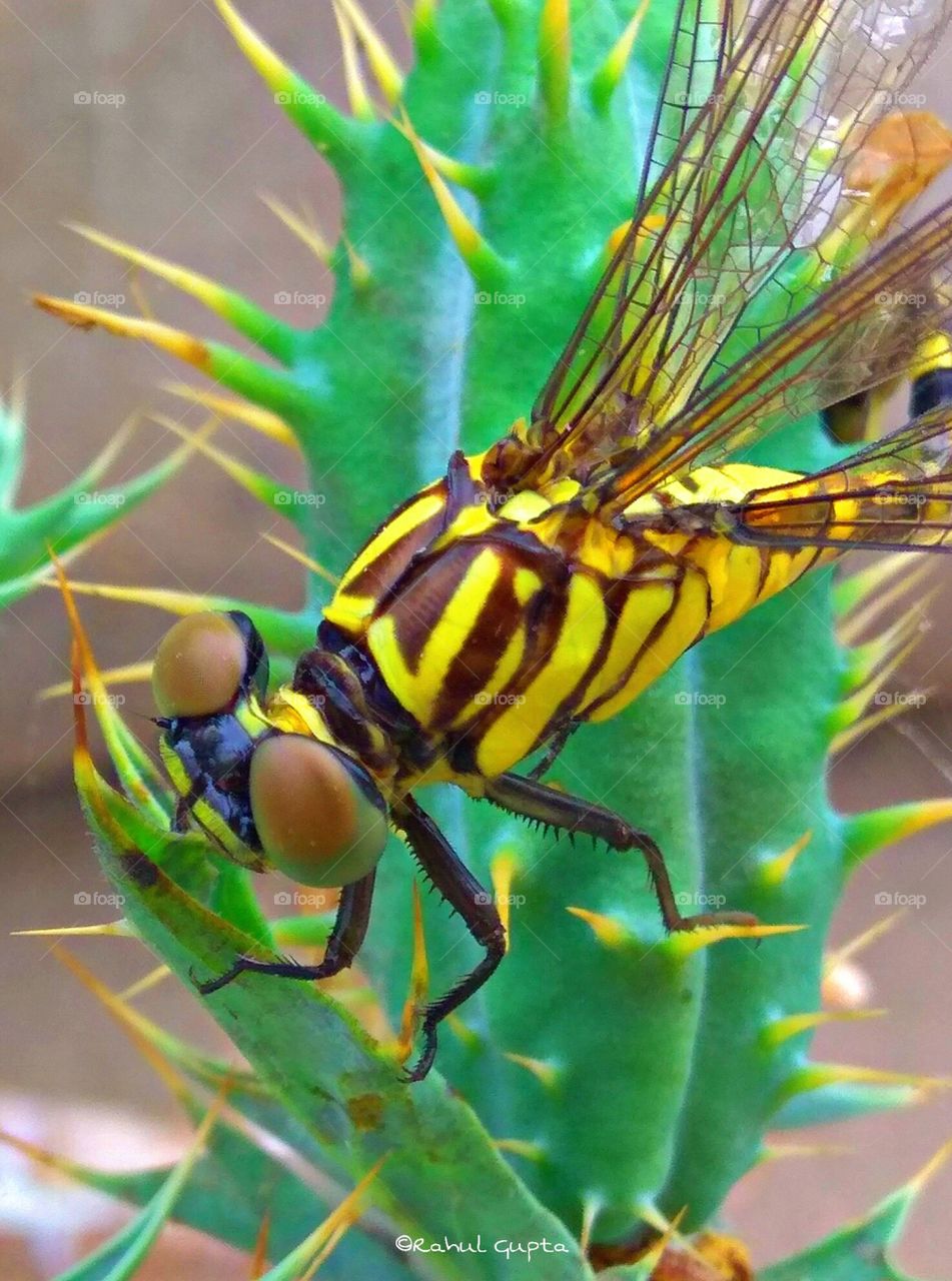 Insect macro