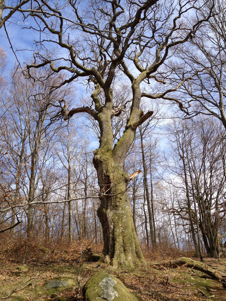 spring tree oak by lemonique