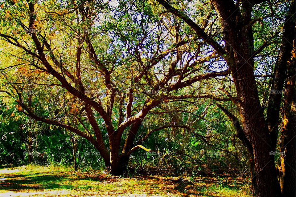 An ancient Oak tree bursting with new green vitality taken during the Golden hour.