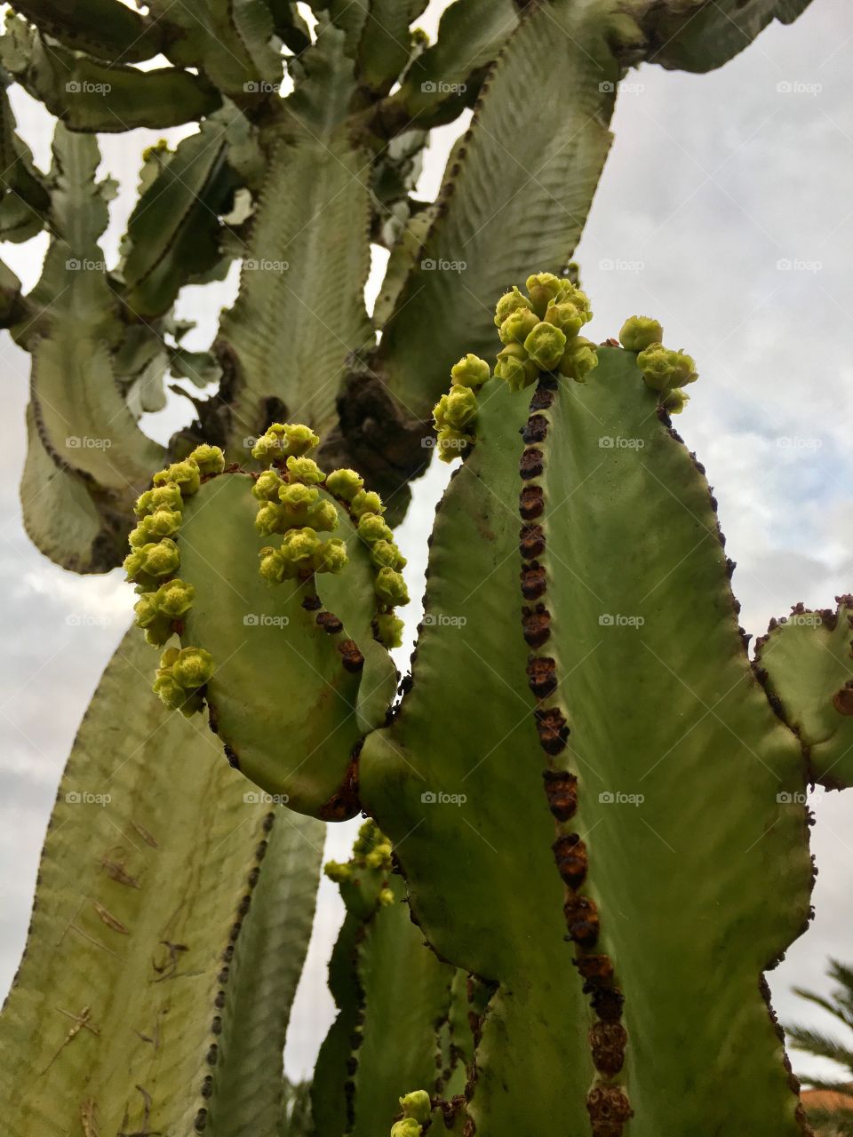 Close-up of cactus