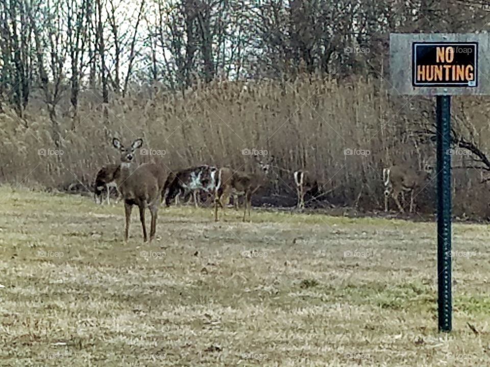 no hunting deer at Riverwinds park